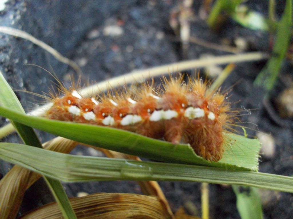 Bruco da determinare - Acronicta (Viminia) rumicis